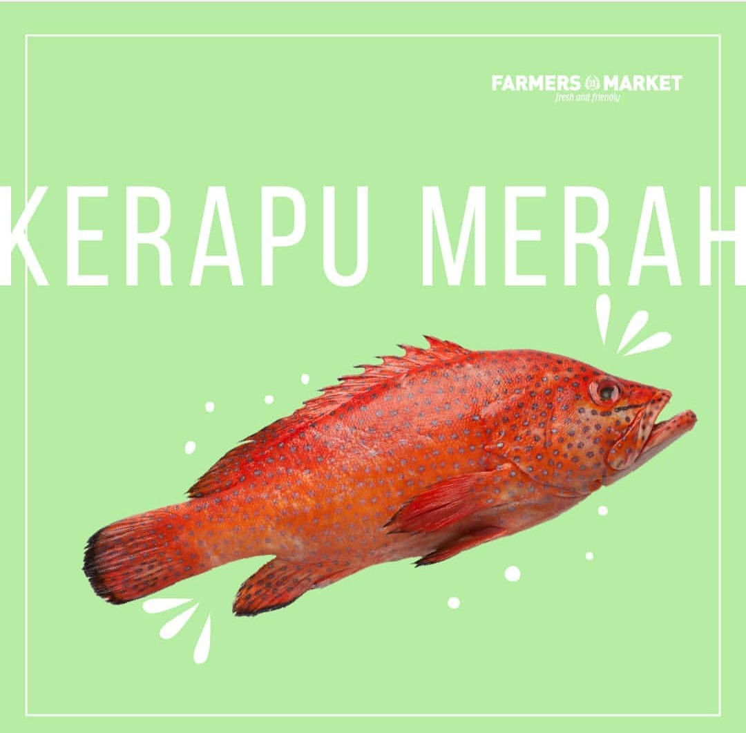 Farmers Market 99 Id On Twitter Bagi Pecinta Makanan Laut Pasti Akrab Dengan Ikan Yang Satu Ini Ikan Kerapu Merah Adalah Jenis Ikan Laut Yang Memiliki Cukup Banyak Penggemarnya Selain Rasanya Yang