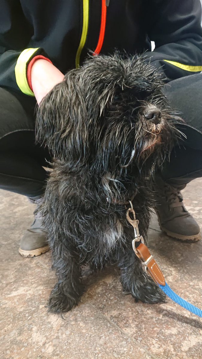 Polizei_GF's tweet photo. 🐶🔎 Hundebesitzer gesucht

Wer kann #Hinweise auf den Besitzer des in Wesendorf aufgefundenen #Hund|es geben? Hinweise bitte an die @Polizei_GF (05371-980215). https://t.co/Fqm6tQbzNZ