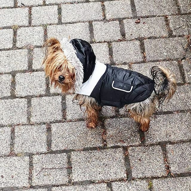 Miro_ich's tweet photo. Ich sag es Euch, mein Frauchen kennt glaub den Spruch "da jagt man keinen Hund vor die Türe" wohl nicht 😲 https://t.co/6V7CSPoUri https://t.co/SDTr4S5LRt