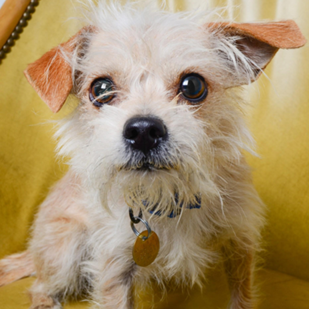 It’s a dog’s life and what a life it is! Learn all about PETopia at the Denver Home Show. Live pet adoptions with our friends at @dumbfriendsleague, glamorous designer dog houses and so much more! bit.ly/39p38Oy