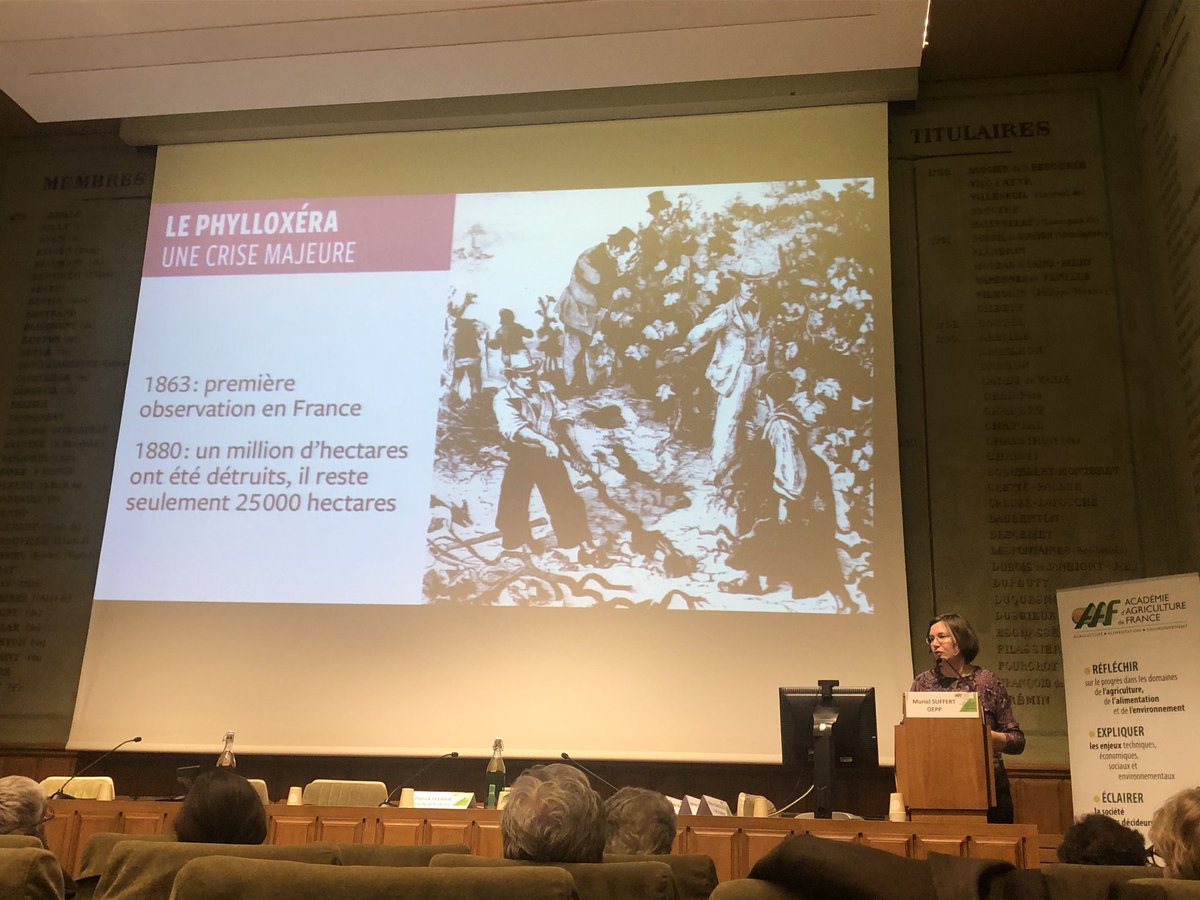 a_roux84's tweet photo. Ne pas oublier l’impact énorme du #phylloxera sur les surfaces de #vigne en France - colloque organisé par #AEHA dans les locaux de @AcademieAgri https://t.co/CcZcn6GgPH
