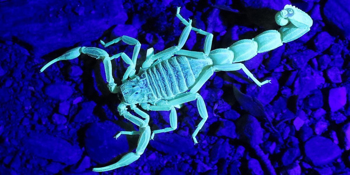 AshikaNayan's tweet photo. https://t.co/atd54R8D4m
Scorpions make a fluorescent compound that could help protect them from parasites #veterinary #VeterinaryConferences #veterinaryparasitology #animalbreeding #veterinarytoxicology #animalproducts #animalsupplement #veterinaryinfections #animaldiseases https://t.co/ztSxx3Ywa3