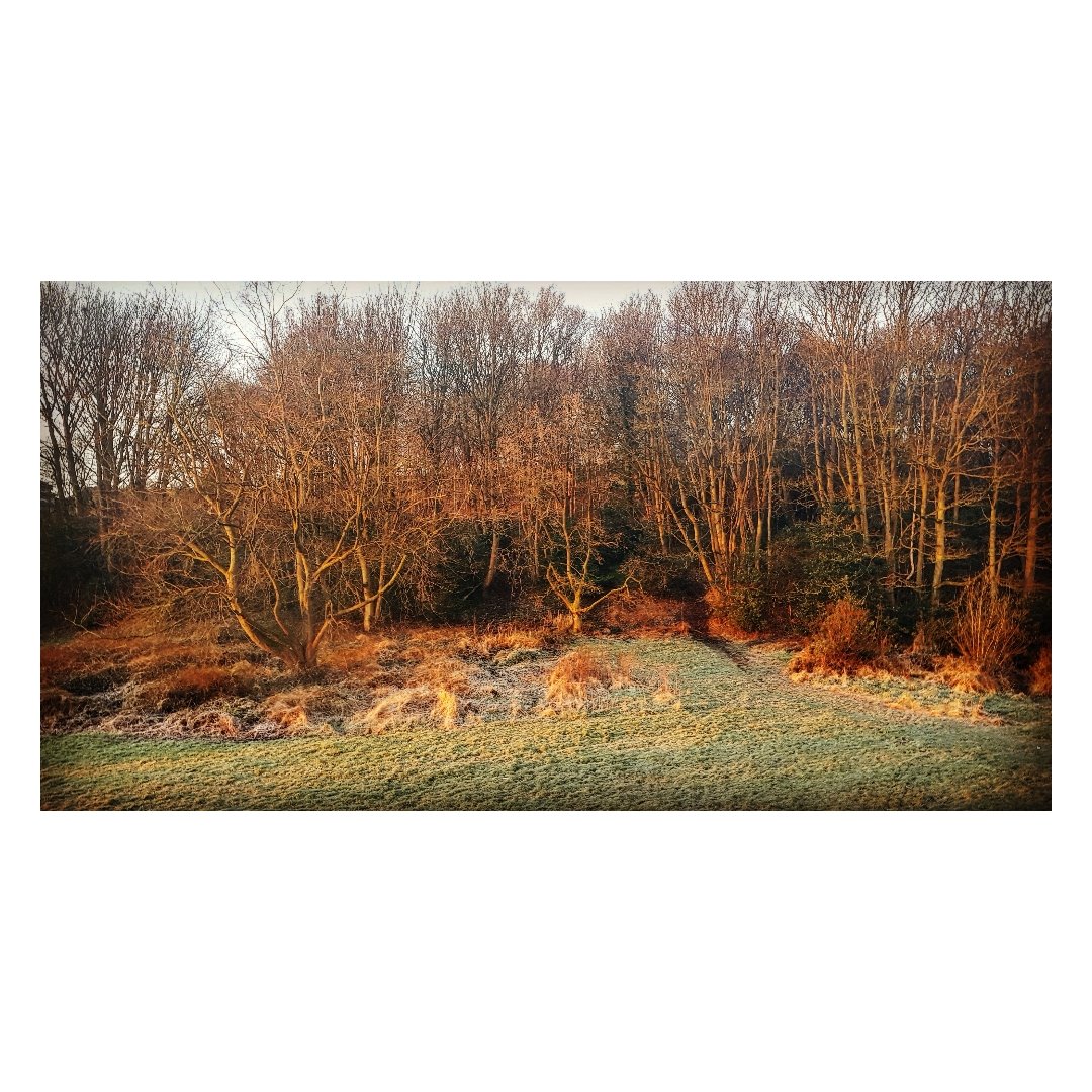 OSWMeadow's tweet photo. 🌳Path maintenance in Old Spring Wood🌳
📅 Sat 14th March @10am
Please help if you can 🆘
#northcliffepark 
https://t.co/HqcrCYd1TW https://t.co/dYhNyxN5Yf