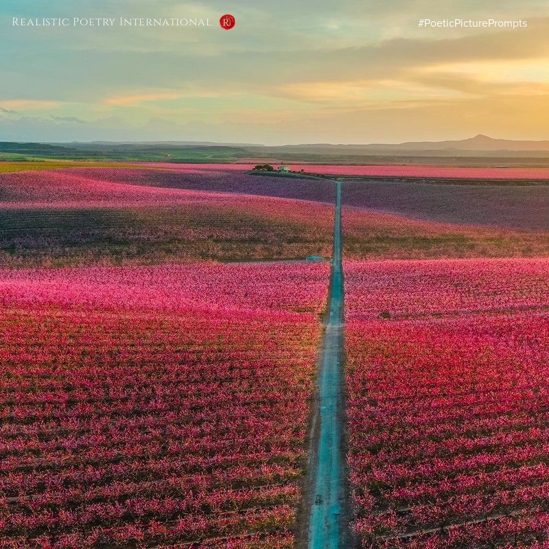 RealisticPoetry's tweet image. How poetic can you be? Write a poem about what you see!

realisticpoetry.com/communitypage/…