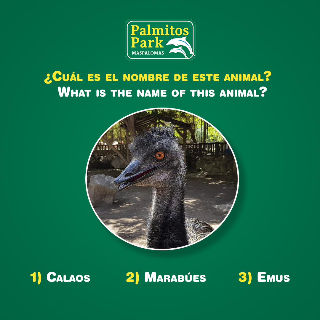¿Sabrías decirnos cual es el nombre de este animal?😉
Escribe su nombre en los comentarios. 🙌😍
palmitospark.es

#diversión #animal #mundoanimal #animals #natural #fun #animalworld
