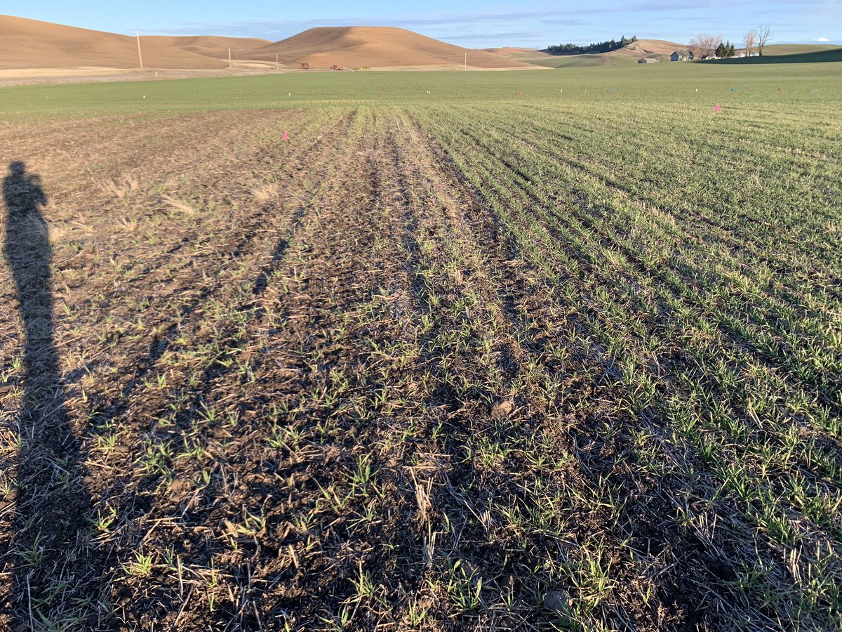 TMC_Cat's tweet photo. Check out our long term wireworm study outside @themcgregorco in colfax, Wa. Have 5 competitive seed treat insecticides in a winter wheat - spring wheat rotation with the same treat planed for the same spot for a 5 year stack. Need to build a bridge! That dang ditch is steep! https://t.co/xS6gQK1r7b