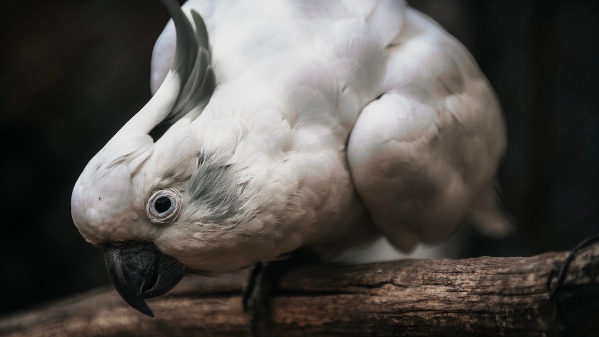 As it turns out, "bird brain" may not be a very effective insult! Many species of birds are highly curious and intelligent, and benefit from exposure to puzzles and toys.