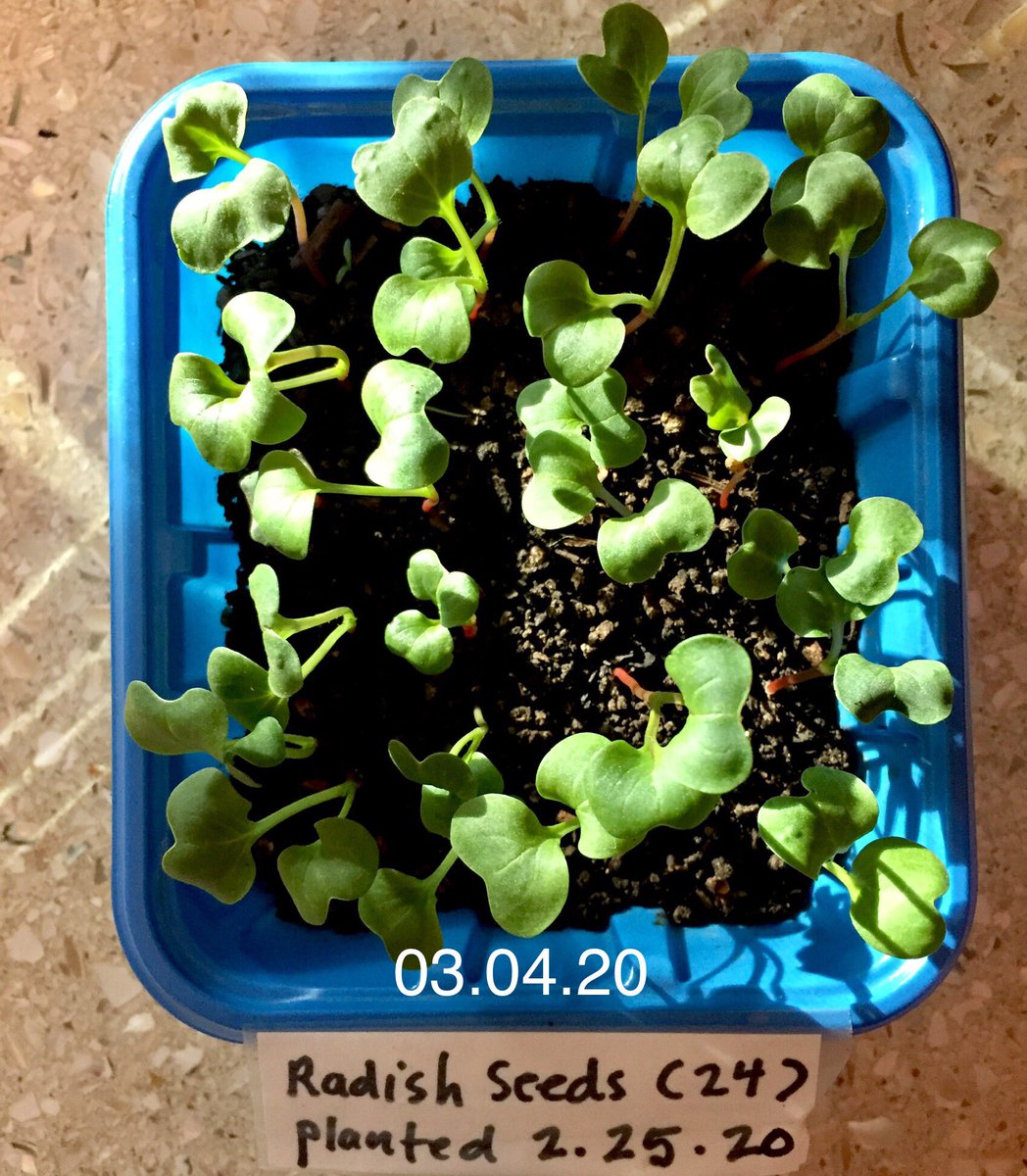 compostwithme's tweet photo. ✅ Radish Seed Test Successful. Guess I’ll eat the sprouts now.🌱 https://t.co/I9eHYfNTmv