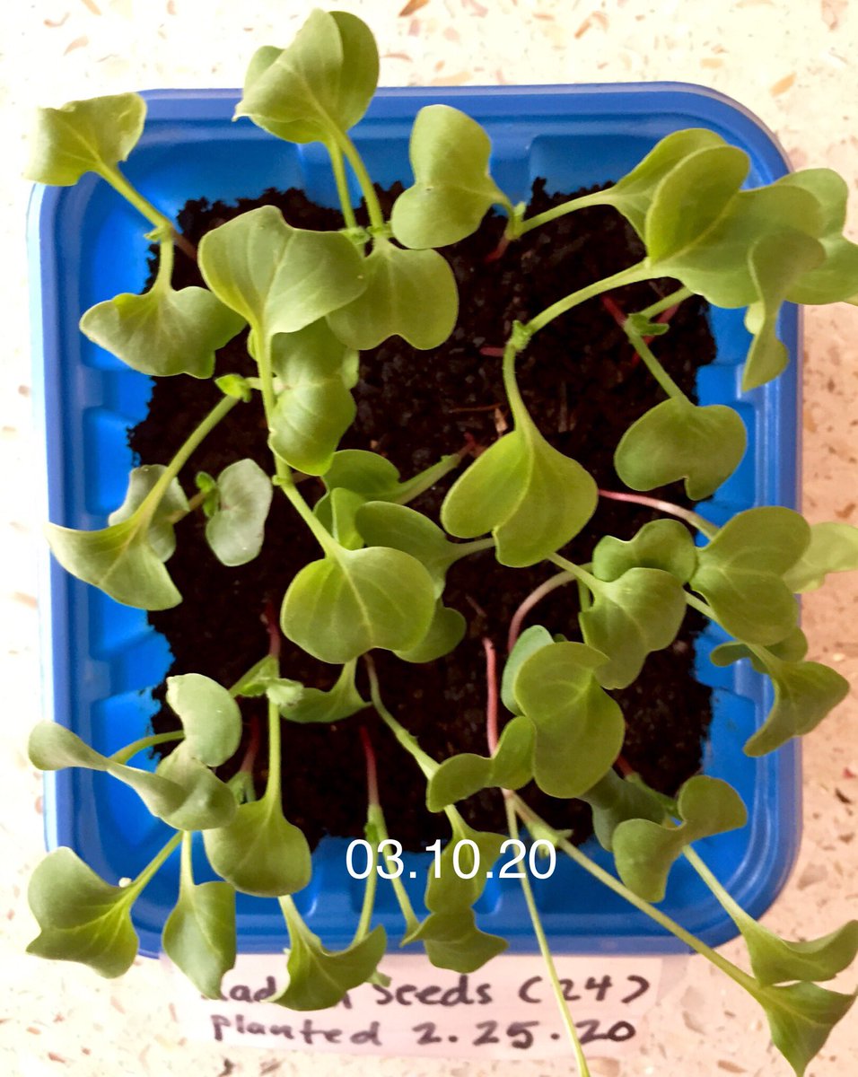 compostwithme's tweet photo. ✅ Radish Seed Test Successful. Guess I’ll eat the sprouts now.🌱 https://t.co/I9eHYfNTmv