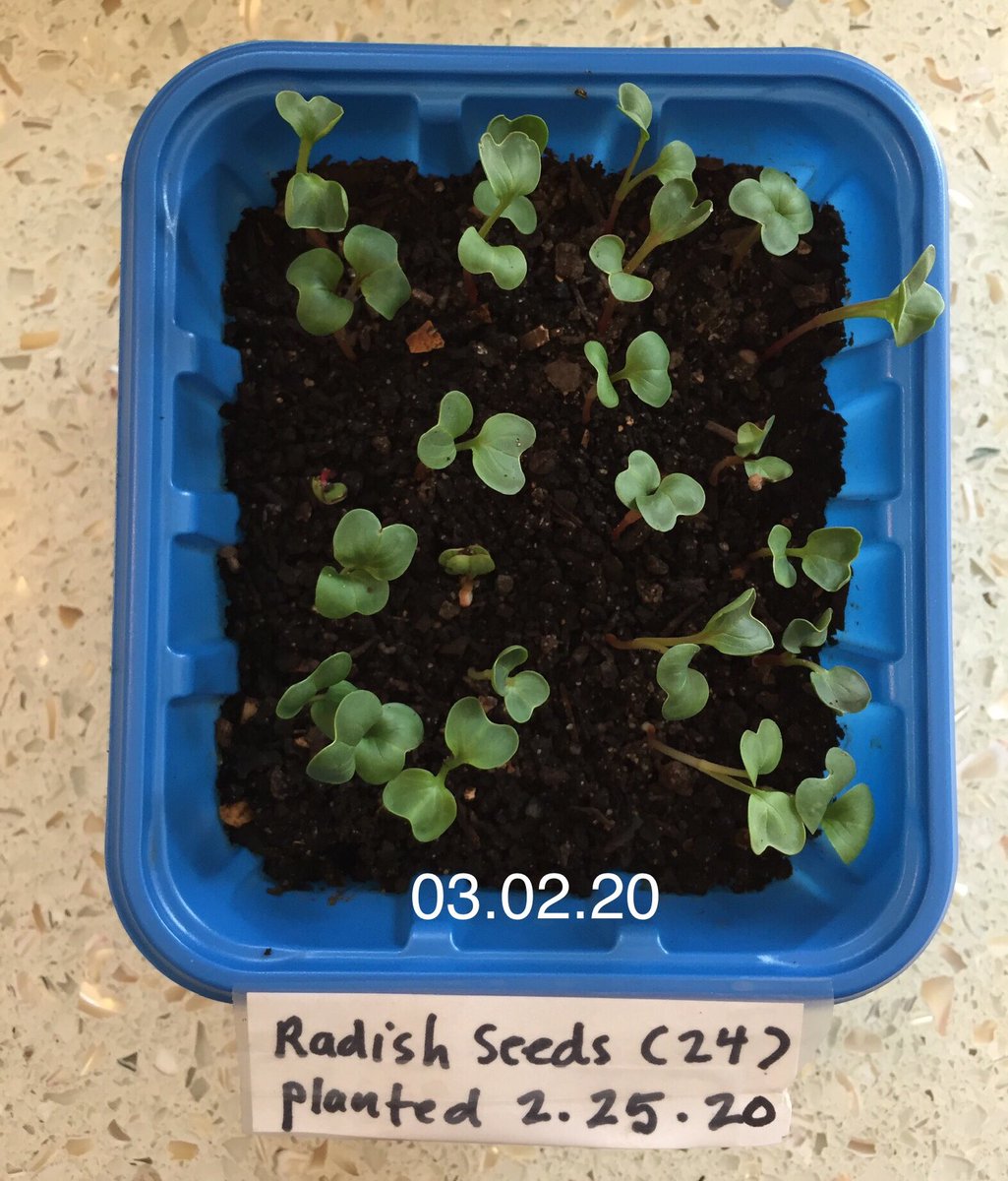 compostwithme's tweet photo. ✅ Radish Seed Test Successful. Guess I’ll eat the sprouts now.🌱 https://t.co/I9eHYfNTmv