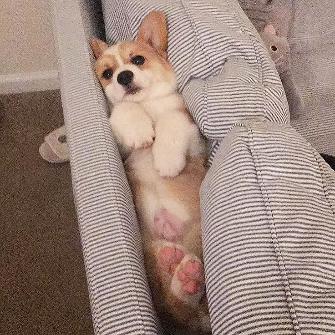 I got stuck ♥️
📷 @corgi_shumai
#corgisgonnacorg #corgi #corgiaddict #pembrokewelshcorgi #corgis #dogs_of_instagram  #BernieSurge #MAR10Day #TuesdayMotivation