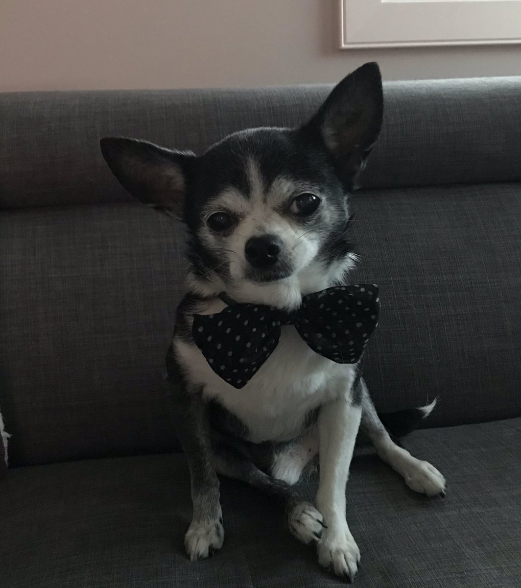 ChihuahuaBaxter's tweet photo. Guess Who Got Up At 1:30, 2:30 and 4:15, And On My Last Outside Bathroom Break, I chased A Bunny while Barking So Loud, Making Sure All The Neighbours Were Aware Of The Bunny Zombie Threat!! YUP ME 😁 Mum Was Not Impressed!!! 
#AdoptDontShop 
#SenoirPup
#DogsAreFamily https://t.co/nqIuivTAMR