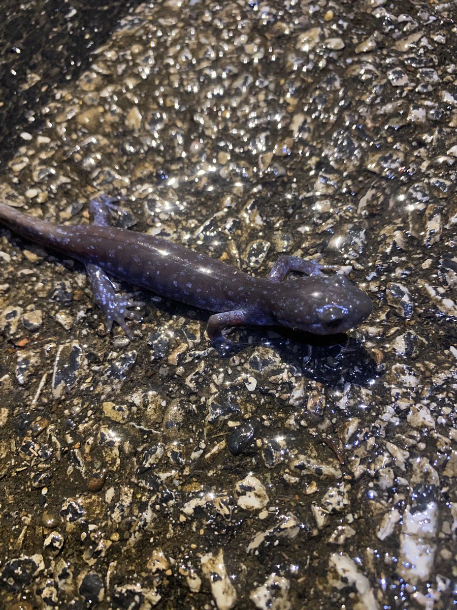 Andrew Mularo tweet media