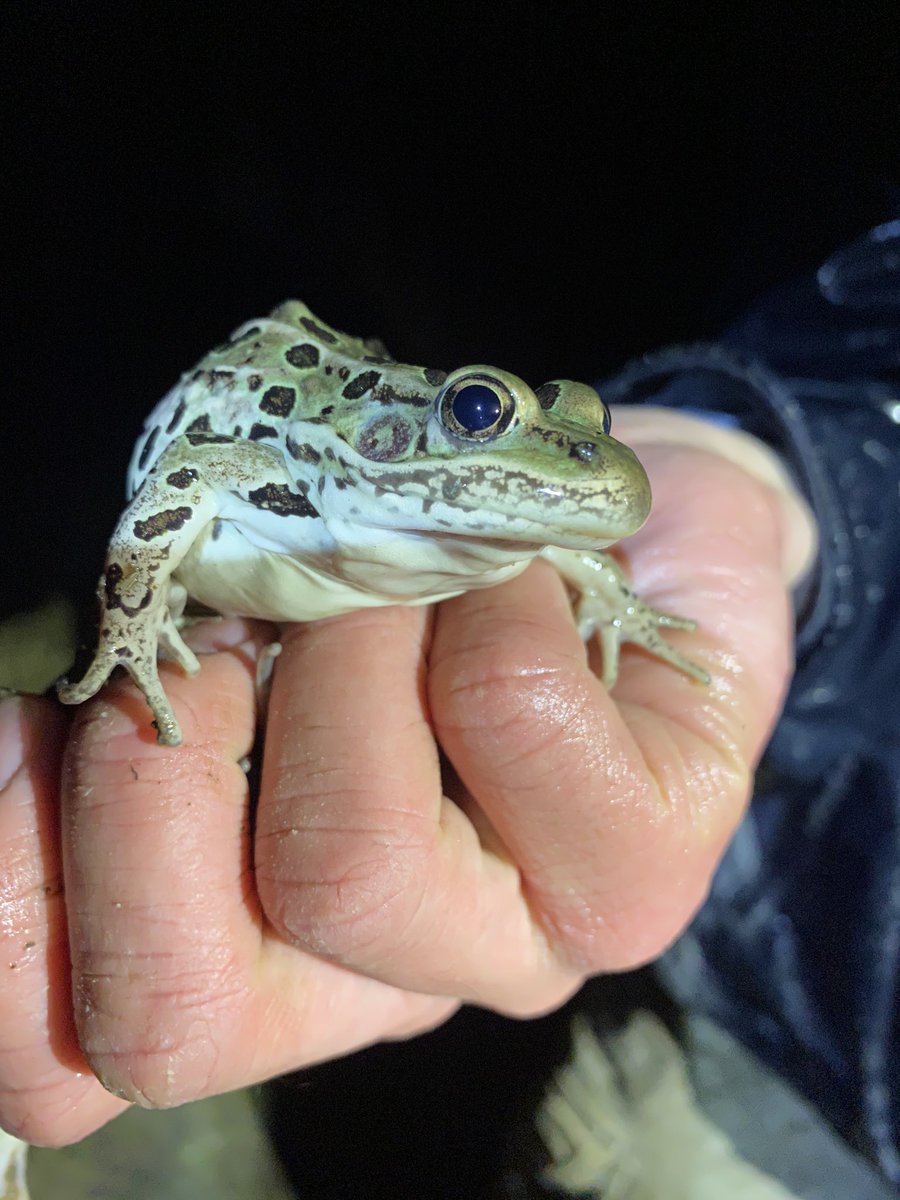 Andrew Mularo tweet media