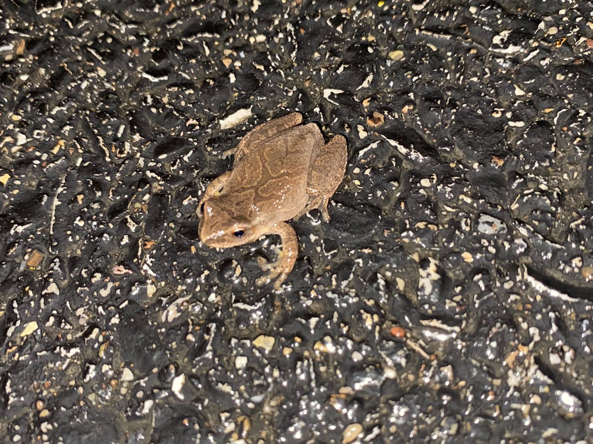 A very nice break from work to see my amphibians moving to their breeding sites!