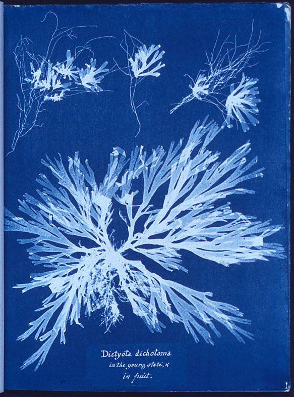 OrganicPhtgrphy's tweet photo. Anna Atkins (1799-1871) considered the first woman photographer, a scientist trained in botany who published the first book in history comprised of photographic cyanotypes of algae and seaweed in 1843. #women #science #photography #IWD2020 https://t.co/PTQZ7mmcZN