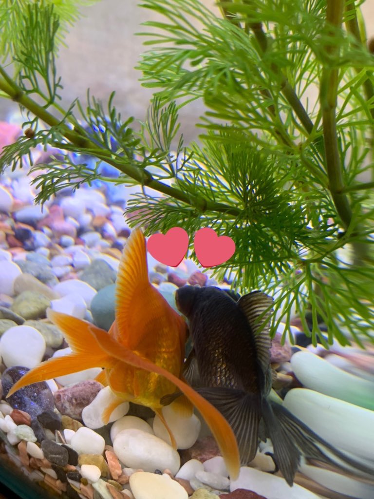 めっとこ 株式会社清州 公式 Chisato29 うん ずっとかいたかったのでもうすごい幸せなの Chisさんも 金魚さんに癒されて O O T Co Kpwsxj6yvb Twitter