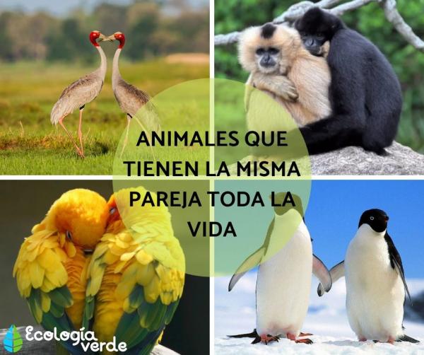 ecologiaverde's tweet photo. Animales monógamos: qué son y lista con ejemplos https://t.co/4Fm7wwOTUs #curiosidadesdelosanimales https://t.co/FBmKGGNkfN