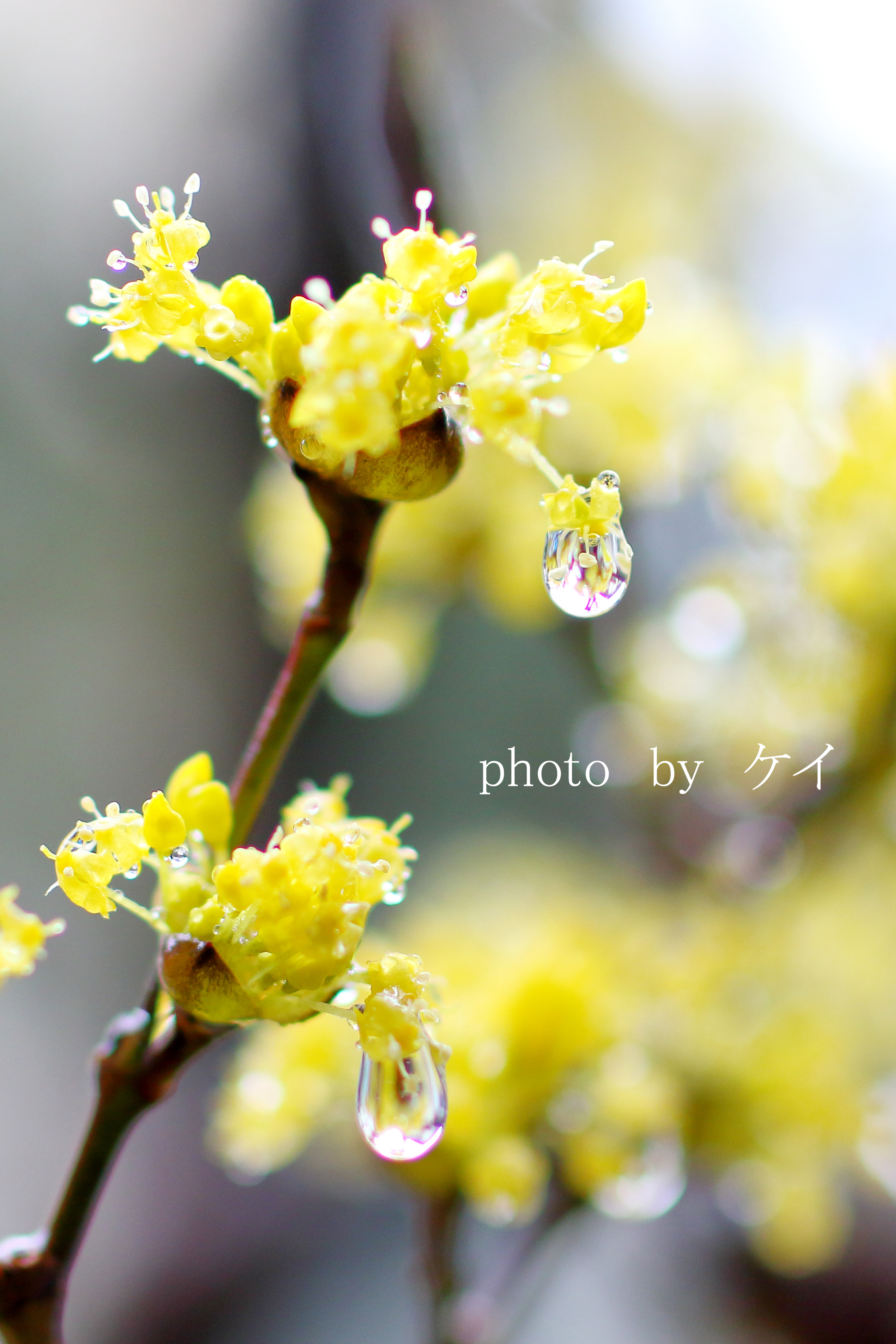 ケイ タムロン45mm Tamuron45mm はなまっぷ 写真で伝えたい私の世界 雨の春 春は美しい花が咲き始めますね コロナで大変な世の中に 花フォトで少しでも癒しになれば と 水滴とお花はフォトジェニックでした タムロン45ｍｍにて