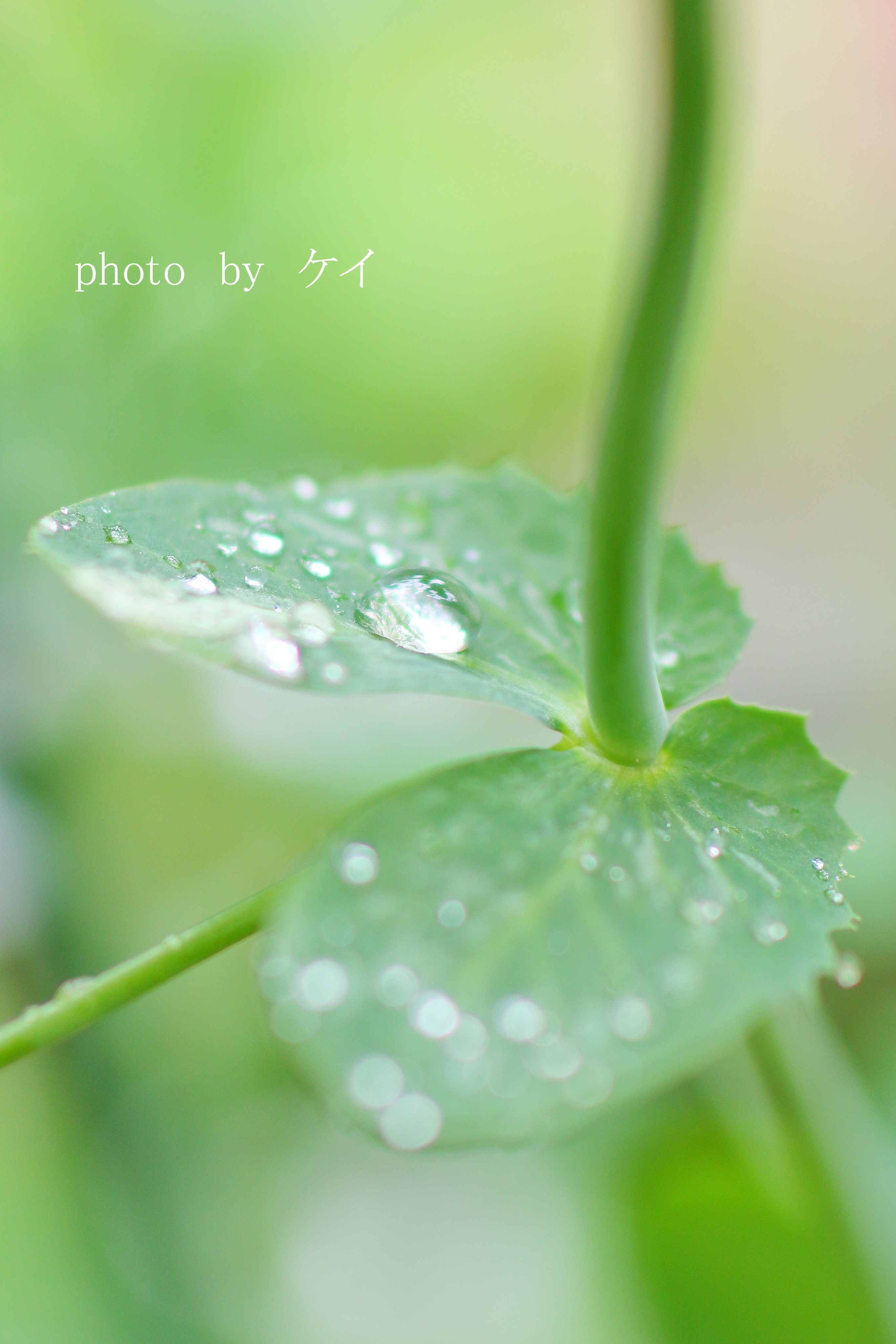 ケイ タムロン45mm Tamuron45mm はなまっぷ 写真で伝えたい私の世界 雨の春 春は美しい花が咲き始めますね コロナで大変な世の中に 花フォトで少しでも癒しになれば と 水滴とお花はフォトジェニックでした タムロン45ｍｍにて