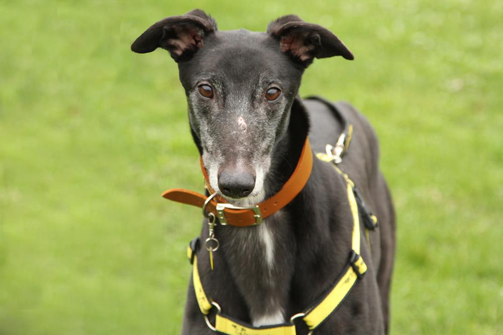 AdoptionsUk's tweet photo. Please retweet to help Bally 6 find a home? LONDON 🇬🇧
An ex racing Greyhound, cuddly could live with a large dog and children over 8 can be left, walks on lead but needs training as never had a home, lovely nature, chilled.
https://t.co/QHHHxF36oD
#uk #london #ohjane #dogs https://t.co/qSPIgejpYH