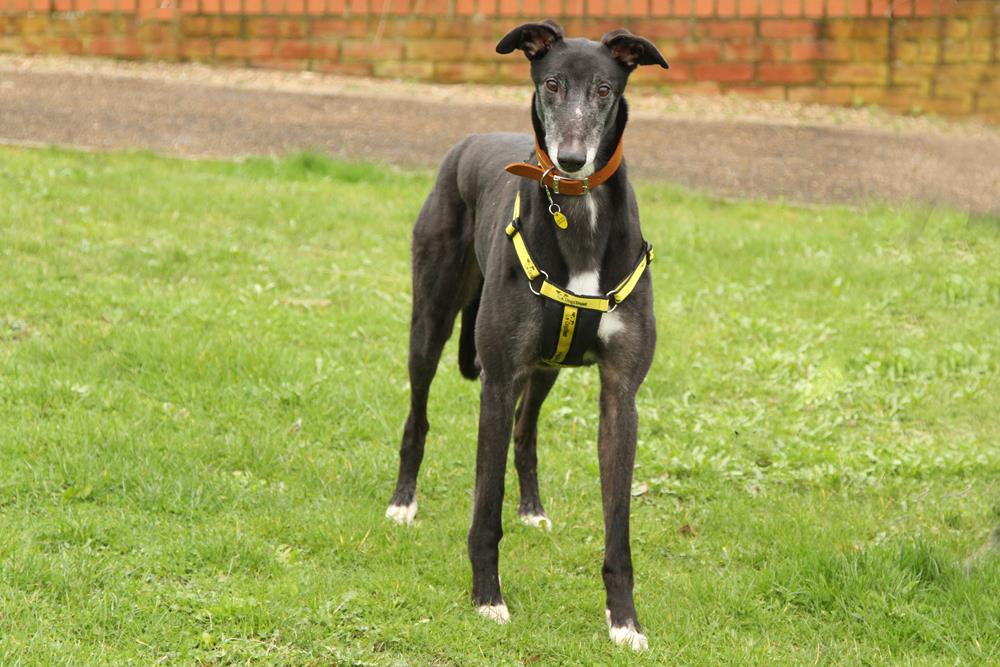 AdoptionsUk's tweet photo. Please retweet to help Bally 6 find a home? LONDON 🇬🇧
An ex racing Greyhound, cuddly could live with a large dog and children over 8 can be left, walks on lead but needs training as never had a home, lovely nature, chilled.
https://t.co/QHHHxF36oD
#uk #london #ohjane #dogs https://t.co/qSPIgejpYH