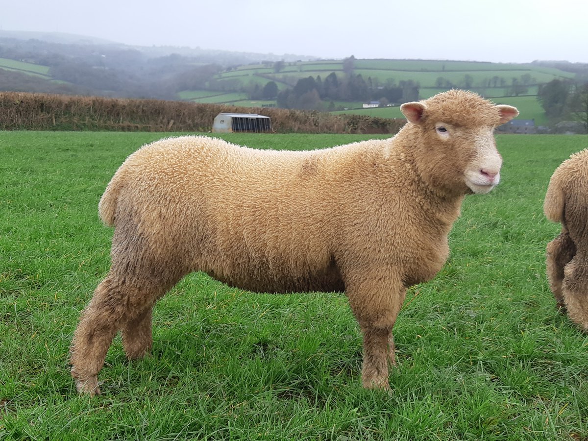 HarpersFeeds's tweet photo. Our customer's November born #Lambs looking well #focusedonsheep #focusedonnutrition #focusedonewe #qualityfeeds https://t.co/1xK3LTdqbs