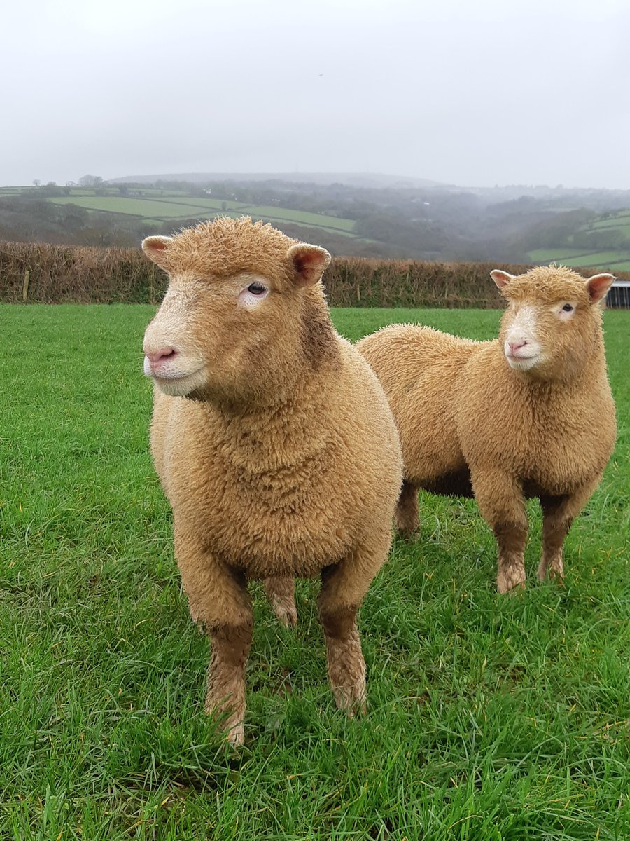 HarpersFeeds's tweet photo. Our customer's November born #Lambs looking well #focusedonsheep #focusedonnutrition #focusedonewe #qualityfeeds https://t.co/1xK3LTdqbs