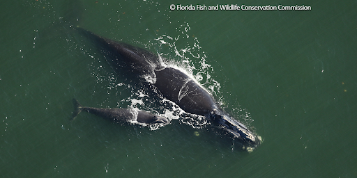 jfelt18's tweet photo. We cannot afford to lose another North Atlantic #RightWhale! @RepJoseSerrano @Robert_Aderholt, please approve the much needed funding for North Atlantic right whale-related research &amp; development in the FY21 Commerce, Justice, Science &amp; Related Agencies appropriations bill. https://t.co/DxAcvFYJfQ