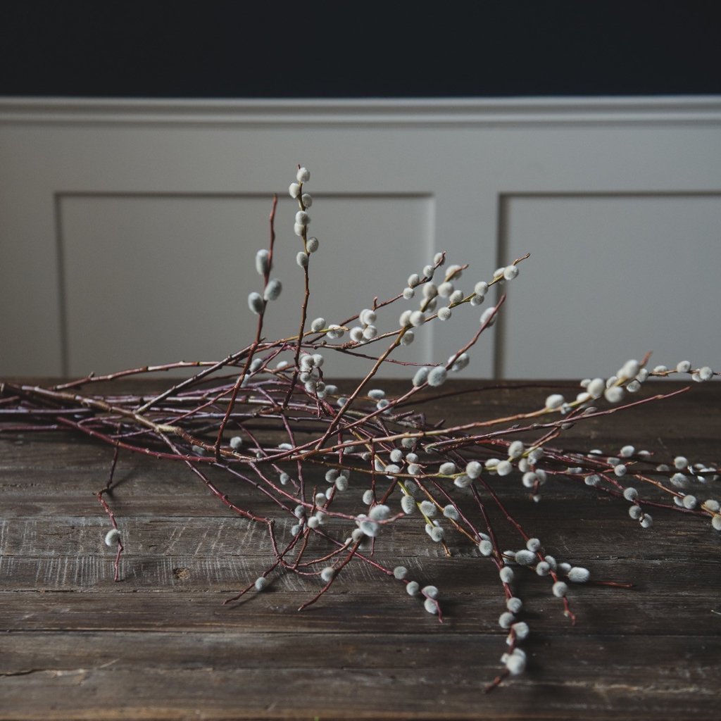 Pussy Willows are ready! Gearing up for early Spring 🌤️