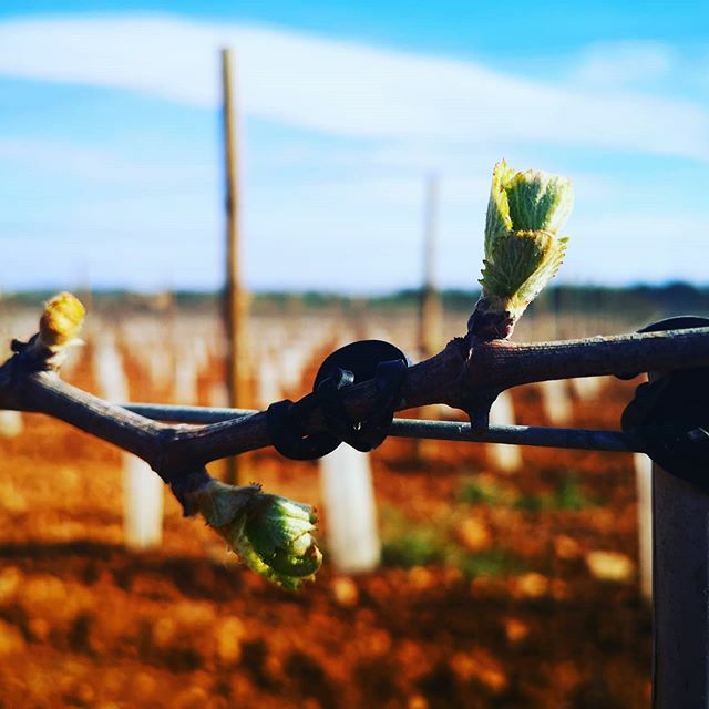 Harvest is coming! 😂
En breves vendimia! 😂
.
.
#wine #mallorca