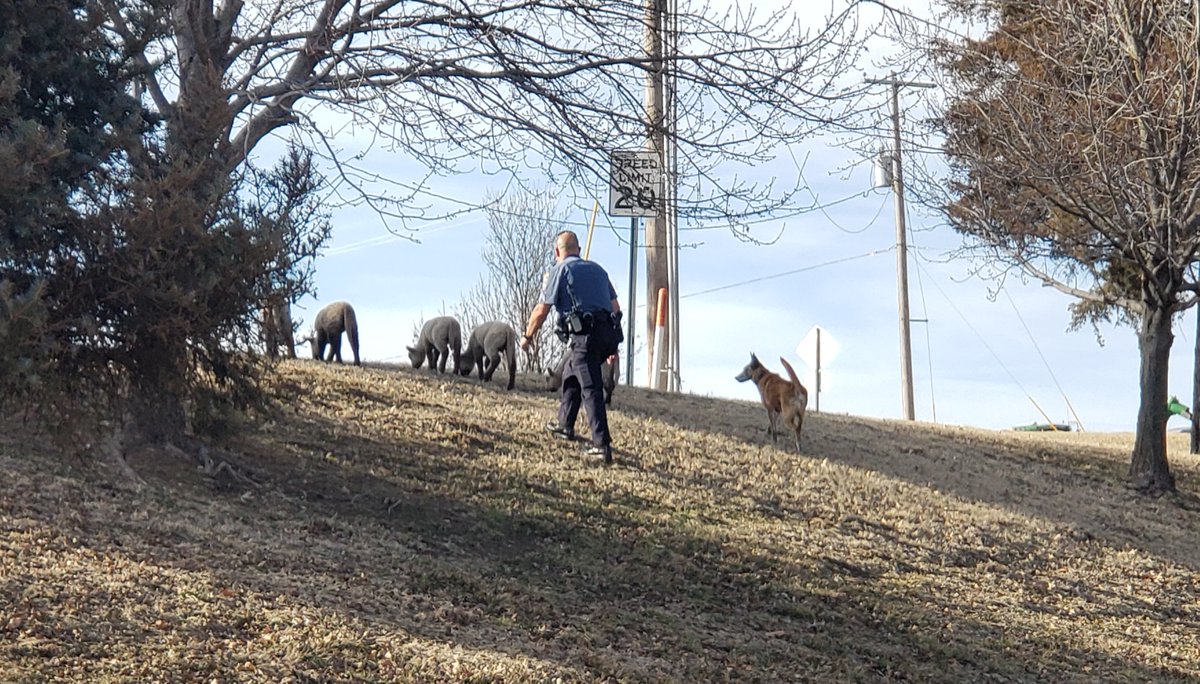 RileyCountyPD's tweet image. Lambs on the lam!

When you’re a Police Dog in Kansas, you have to know how to herd. Several sheep were loose near Prairie View Estates in Ogden last week. K9 Axel and Sergeant Hagemeister helped the sheep make it safely across the road back onto their property.