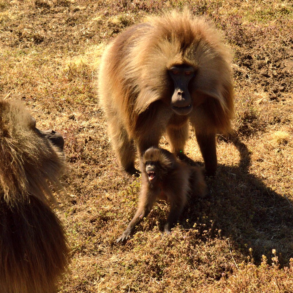 scarrera11's tweet photo. This little #daredevil is taking on a male 10x his size! With his dad as #backup, of course
#geladagroupie #yearwithgeladas #smgrp https://t.co/Pqtffl8q3O