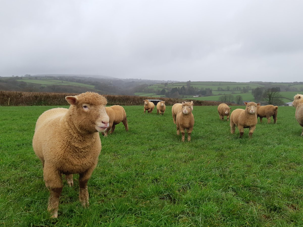 HarpersFeeds's tweet photo. Our customer's November born #Lambs looking well #focusedonsheep #focusedonnutrition #focusedonewe #qualityfeeds https://t.co/1xK3LTdqbs