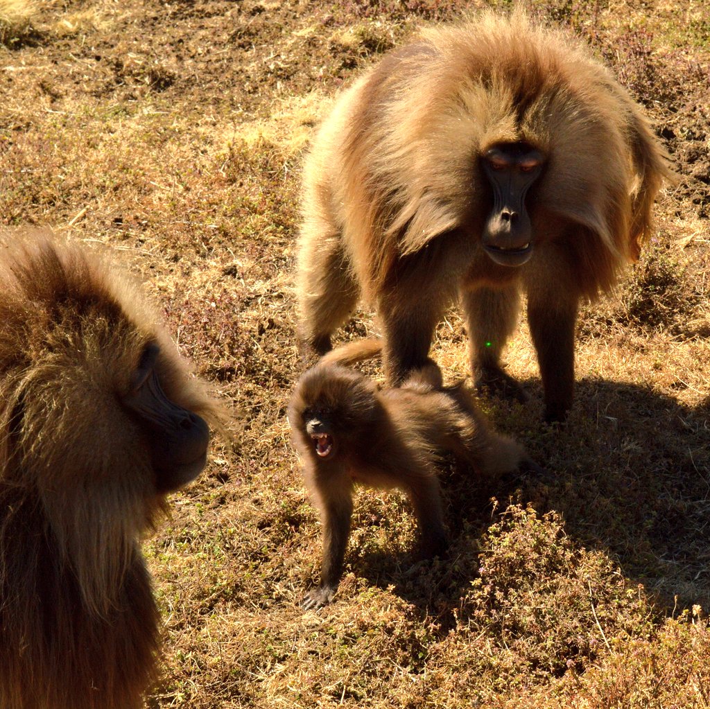 scarrera11's tweet photo. This little #daredevil is taking on a male 10x his size! With his dad as #backup, of course
#geladagroupie #yearwithgeladas #smgrp https://t.co/Pqtffl8q3O
