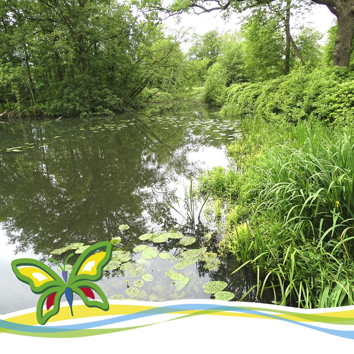 De Papillon tweet media