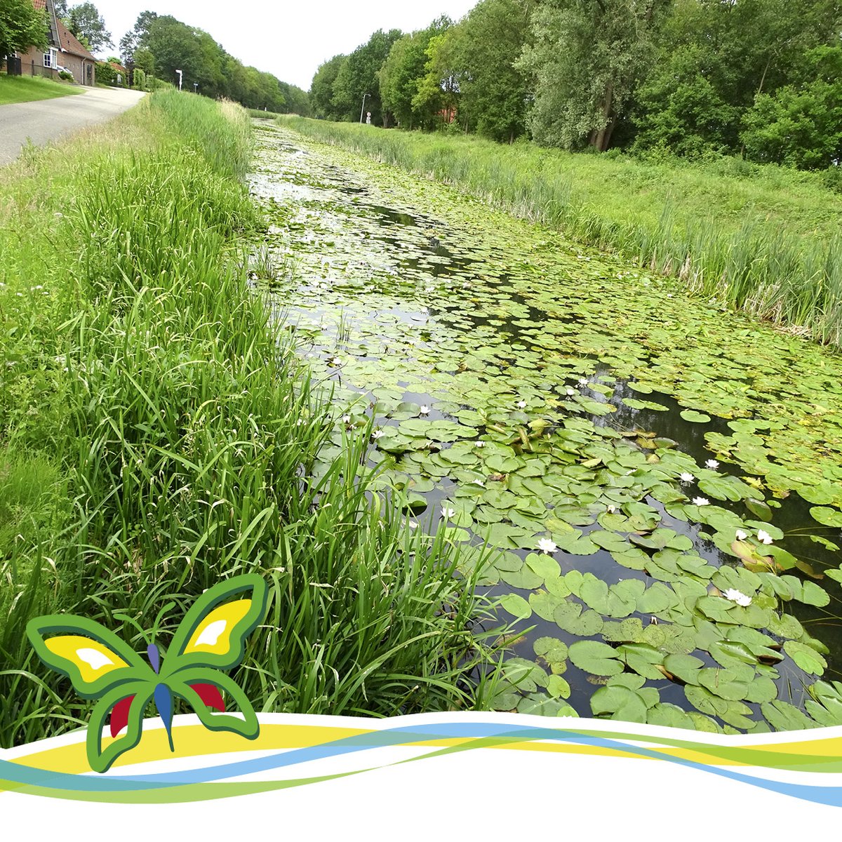 De Papillon tweet media