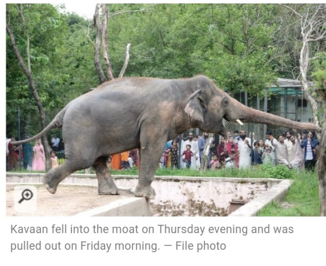 ACNANSI1's tweet photo. #Islamabadzoo doesn't respect the
universal declaration of animal rights in particular
the right for any animal kept under the dependence of man to benefit from a well-being in accordance with its specific biological & behavioral imperatives
#Kaavan #NotAnObject https://t.co/d2LpyWwEHf