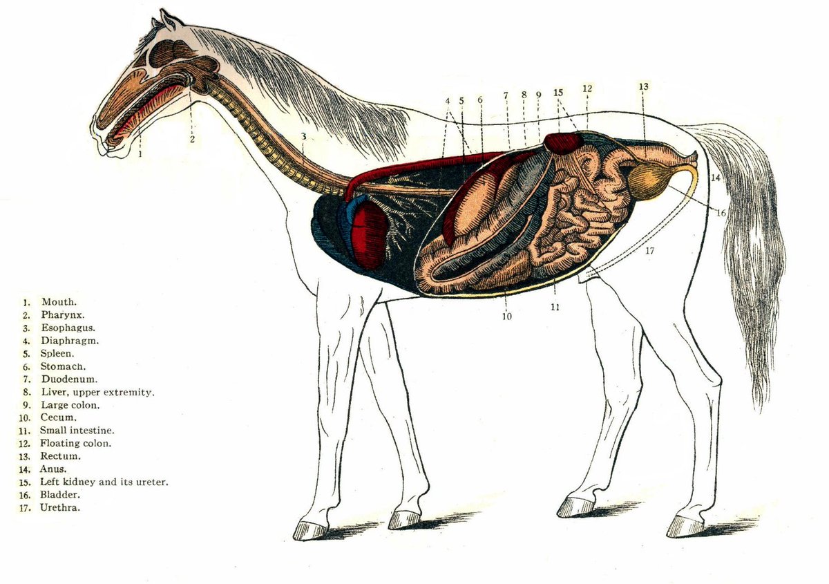 Painted Bar Stables tweet media