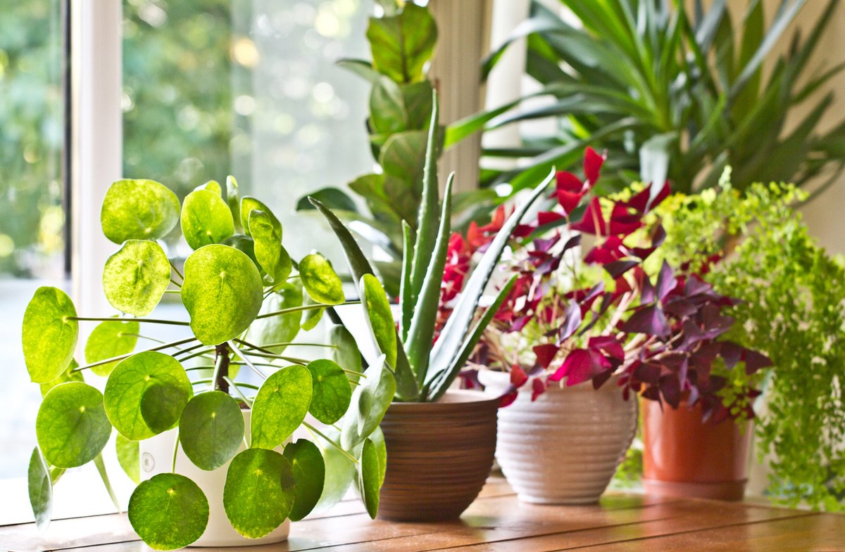 #TuesdayTips

Adding greenery to your home can help improve indoor air quality. Consider plants such as Aloe Vera, Lady Palm, Bamboo and Dracaena.
