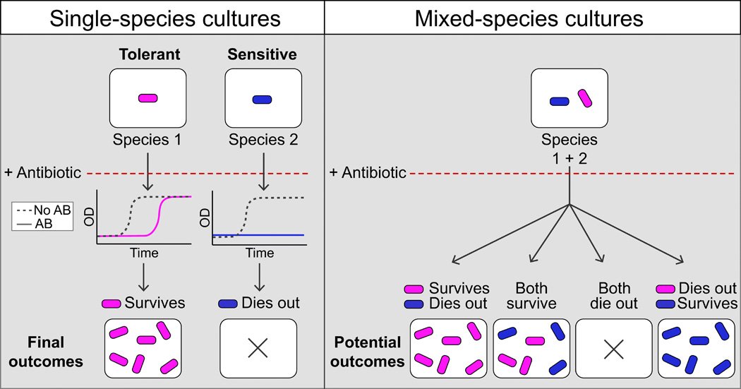 Community context matters: Antibiotic effect on single-bacterial species cultures can be reversed when co-cultured

"Antithetic population response to antibiotics in a polybacterial community"

by <a href="/leticia_gala/">Letícia Galera-Laporta</a> &amp;  Garcia-Ojalvo in <a href="/ScienceAdvances/">Science Advances</a> 

advances.sciencemag.org/content/6/10/e…