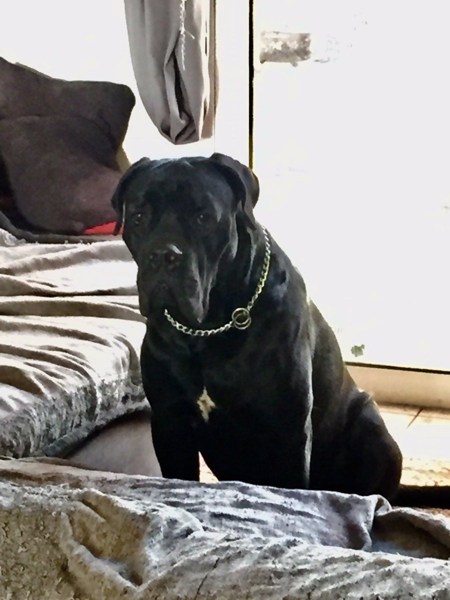 TitansOf12Gods's tweet photo. My super duper boy Show Champion Of Greece #thetitansof12godsThunder !!
🌞🐕🏆😍😘❤️🌺🙏🏻
#canecorso #canecorsofamily #canecorsolover #thetitansof12godskennel https://t.co/xI8kDVaNq1