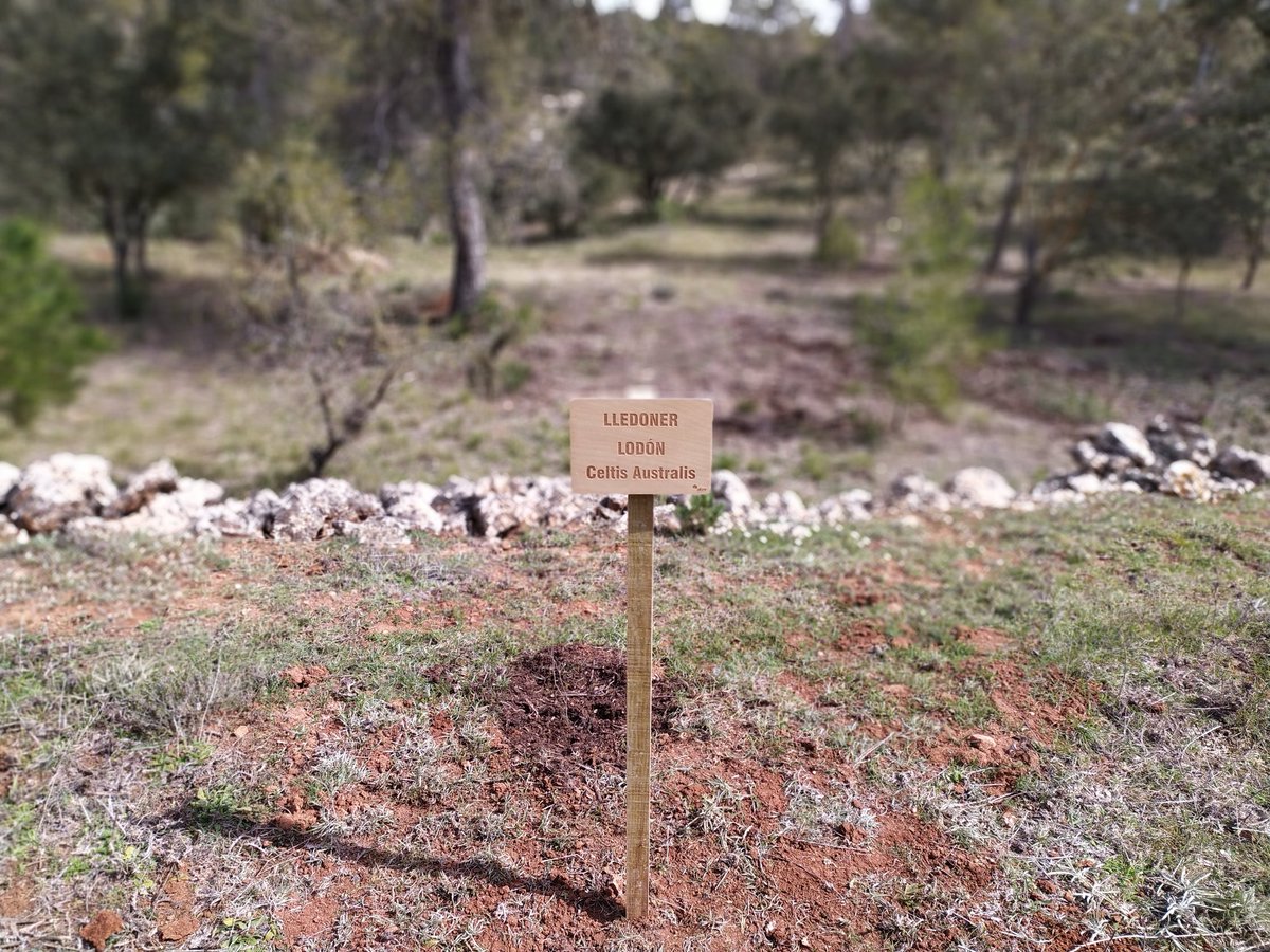 Ja s'han col•locat alguns dels cartells indicatius per a les espècies que van plantar els alumnes de l'IES Bocairent nutrides amb l'adob obtingut al programa municipal de compostatge 🌱💚 #vidasostenible #residuzero