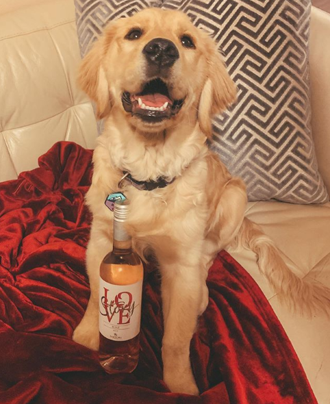 lovestorywine's tweet photo. We're in love with Scout! 

📸: @winoonabudget https://t.co/8rf0iS1FwQ