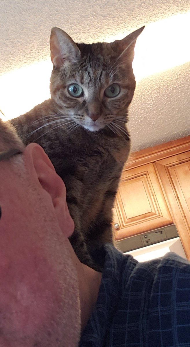 PhillyTalk's tweet photo. It's on my shoulder again. Just trying to eat lunch.
"Watcha eatin hooman?"
#ParrotCat #CatsOfTwitter https://t.co/MzARhYZdfz