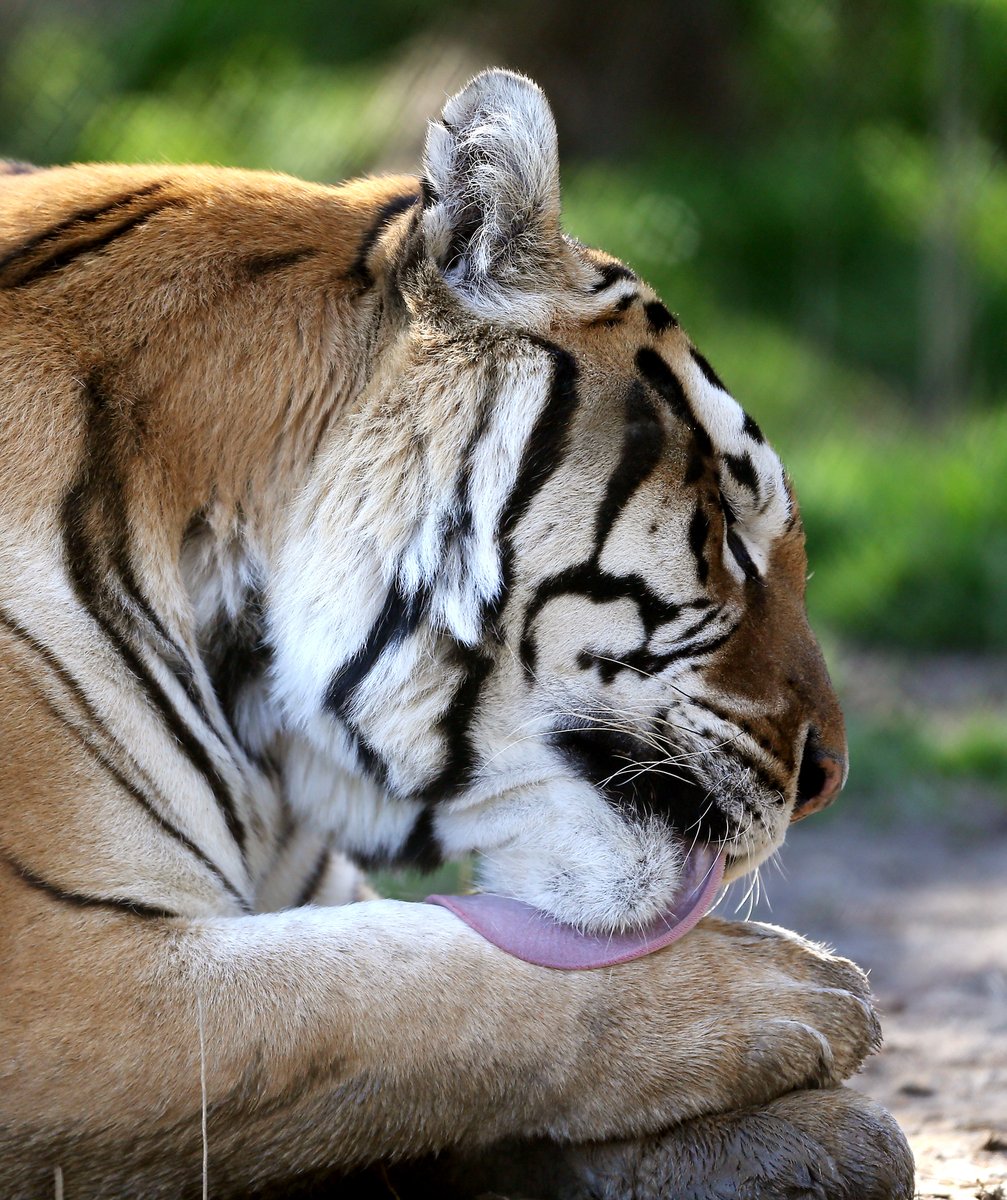 BobKarpDR's tweet photo. A #TongueOutTuesday record? 489 lb Caprichio, a 9yearold tiger who calls Pittsboro, NC @NCTigerRescue home. The 67 acre nonprofit wildcat sanctuary is home to rescued tigers, lions, cougars, leopards, caracals, servals, bobcats &amp; other wild animals. 
#PredatorsNotPets #ChathamNC https://t.co/ChRr93V0xq