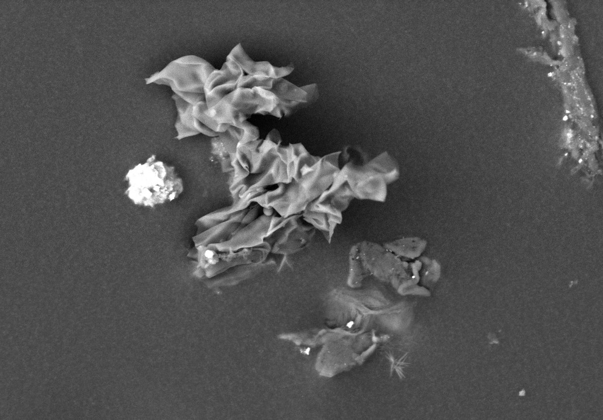 britishmuseum's tweet photo. This is what dust looks like under the microscope! 🔬 #BSW20

Can you match the images to the samples found in the Museum? 👀

Can you identify:

A feather 

A cotton fibre 

Pollen

Skin https://t.co/7SipQ1VVPk