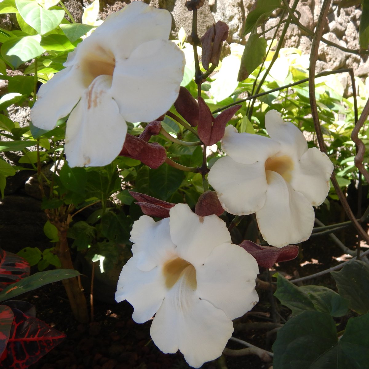 Susie Honolulu Hawaii Bengal Clockvine ベンガルヤハズカズラ 熱帯アジア原産 つる植物で生長が速く 茎は木化する 花は淡青色が一般的だが ハワイでは白い花が多い ワイキキビーチタワーのエントランスでは アーチの上と横から垂れた花柄に