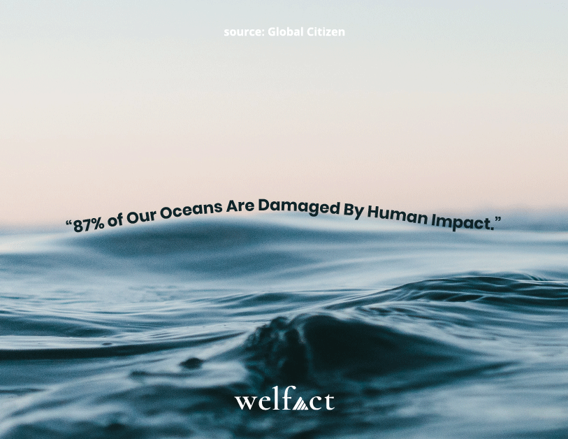 thisiswelfact's tweet photo. A shocking report suggests that only 13% of the world’s oceans have intact marine ecosystems, while the rest have been damaged and degraded. 😮
What small steps have you taken to save our oceans?
#Welfact #ClimateChange #Conservation https://t.co/PqZQYhz4OM