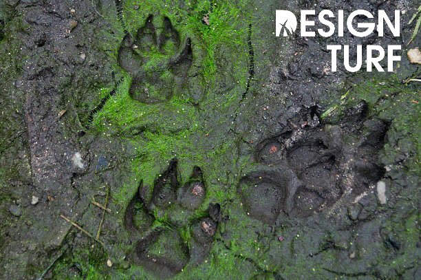 DesignTurf's tweet photo. Leave the mud outside where it belongs! Even better, make sure thereโs no mud in your backyard! Call us to set up a quote appointment today!
#nomoremuddypaws #petfriendly #dog #dogscaping #nomoremud #turf #artificialturf #artificialgrass #lowmaintenance #nomoremowing #gta https://t.co/oqfWjnT2yr